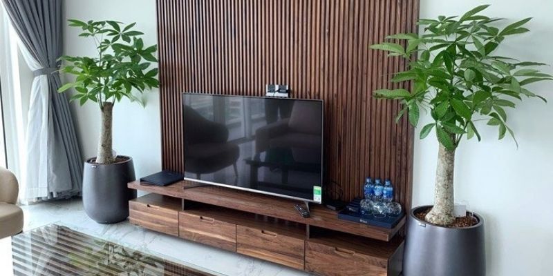 Cây kim ngân chân voi quà tặng ý nghĩa cho gia chủ