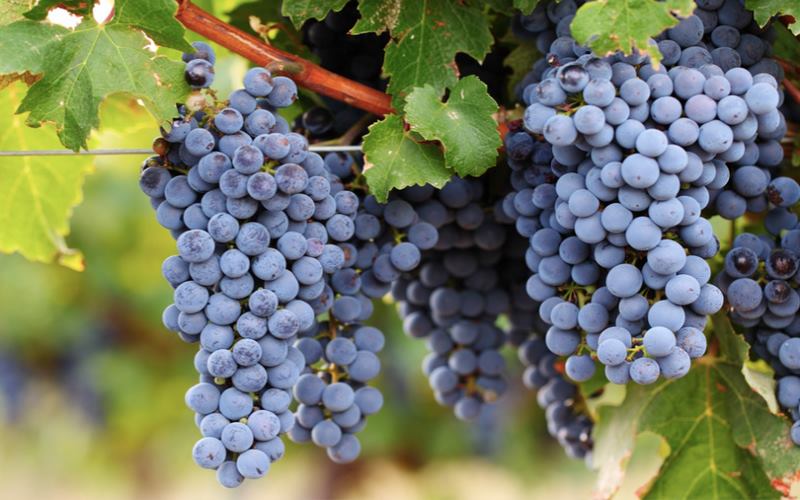 Cabernet Sauvignon