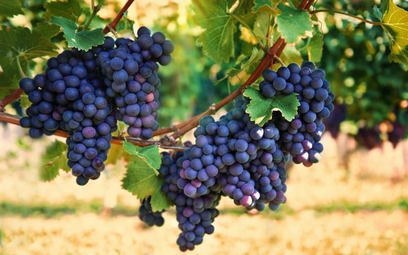 Nho Merlot