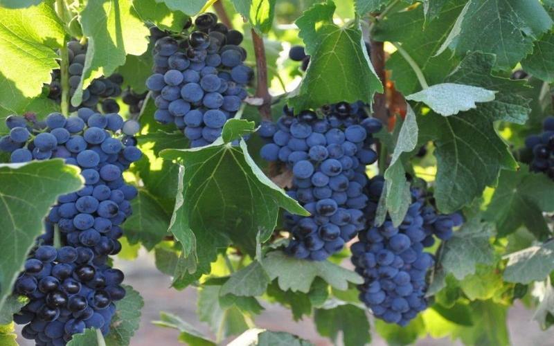 Nho Shiraz