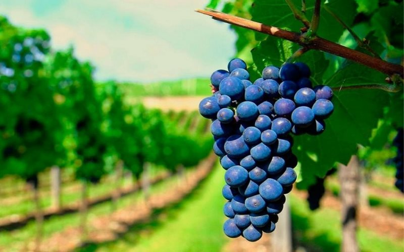 Carmenere