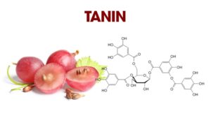 Tannin là gì? Đây là một hợp chất tự nhiên thuộc nhóm polyphenol