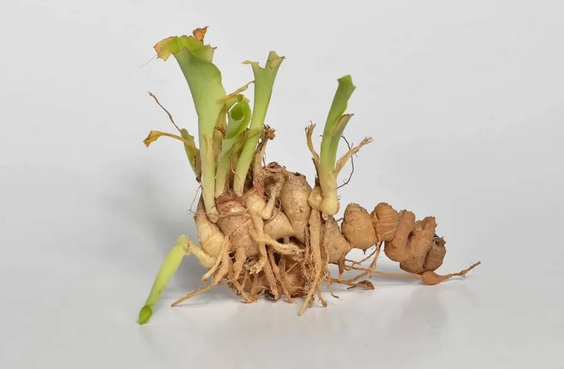 Củ địa liền là gì?