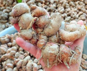 Củ địa liền ngâm rượu có uống được không? Kinh nghiệm rượu ngâm