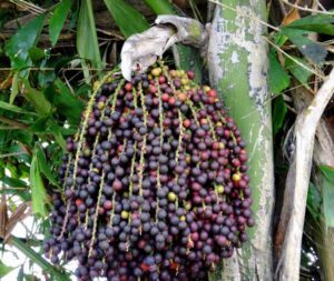 Trái đủng đỉnh ngâm rượu, nét độc đáo của rượu truyền thống